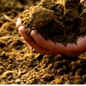 High quality manure